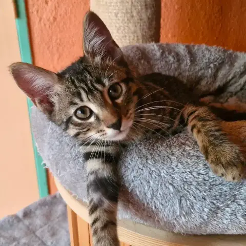 Beignet