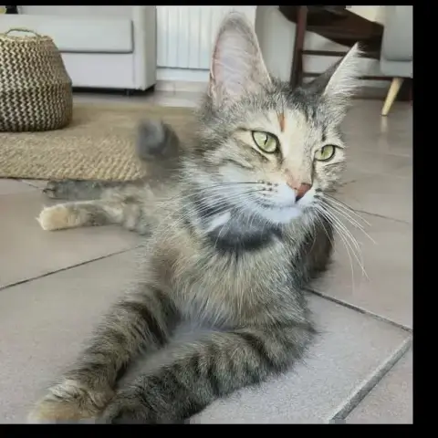 Lady