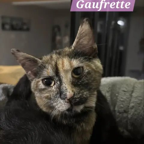 Gaufrette photo 2