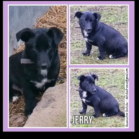 Jerry