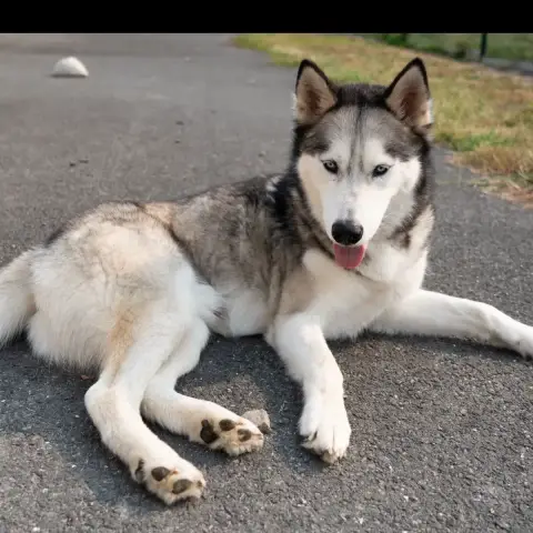 Tango