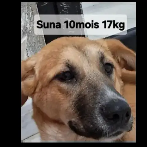Suna