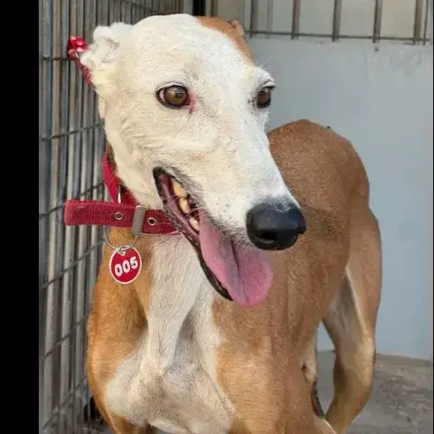 Careta Galga photo 2