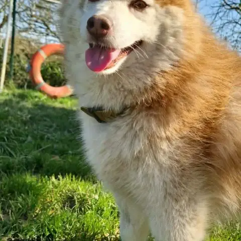 Simon photo 3