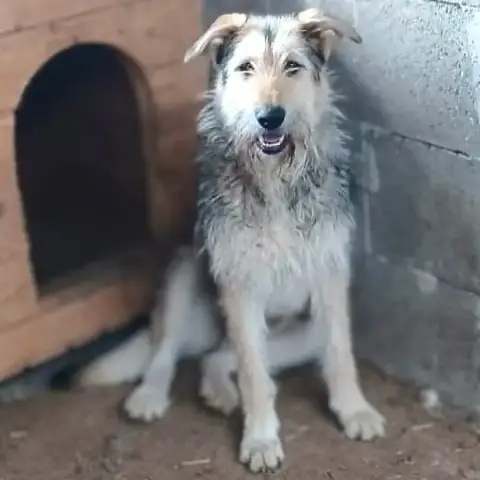 Sierra photo 2