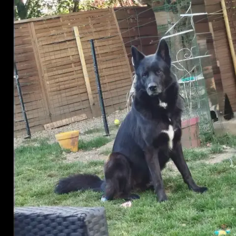 Loki
