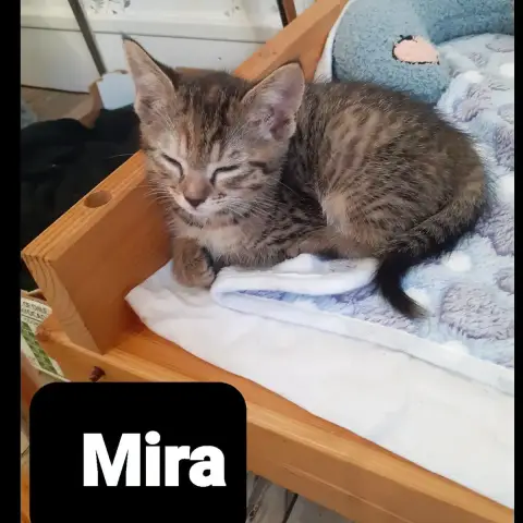Mira photo 2