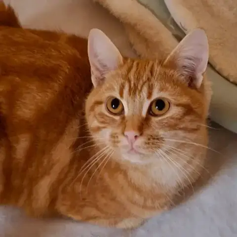 Mylo