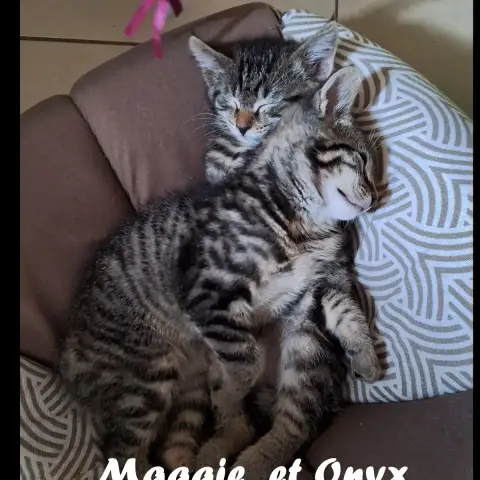 Onyx Et Maggie photo 2