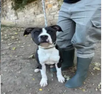 Bouba photo 2