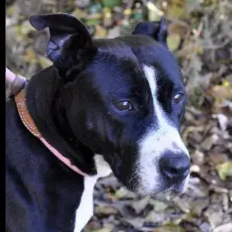 Nala photo 3