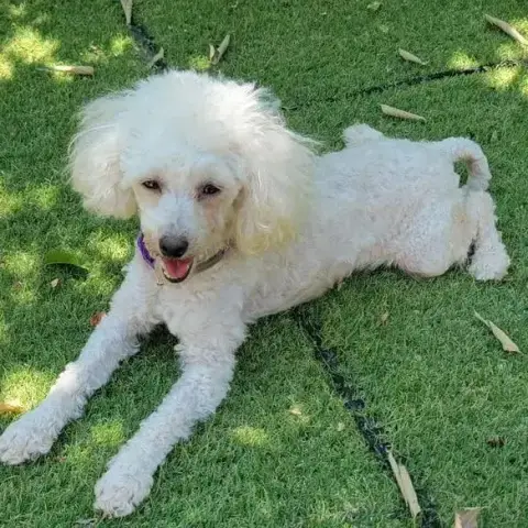 Lili