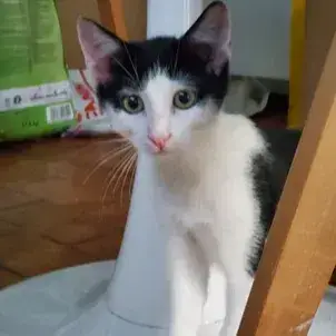 Sora