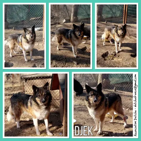 Djek