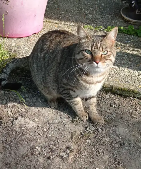 Mélo