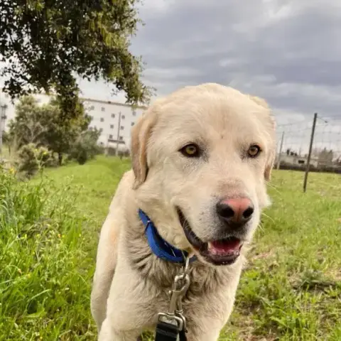 Toby