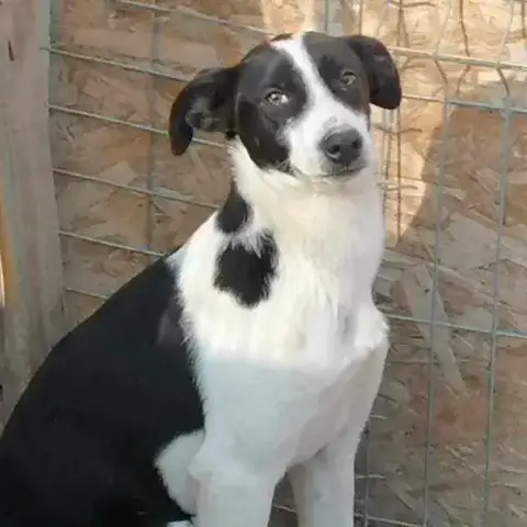 Erika