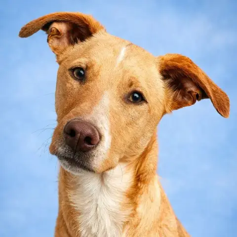Colo