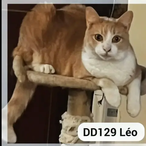 Léo