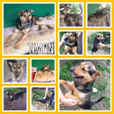 Timon