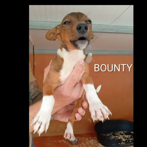 Bounty