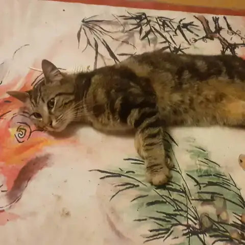 Tigrou photo 3