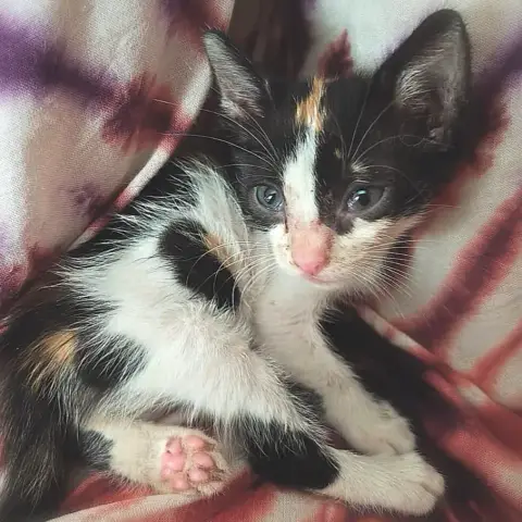 Baïka