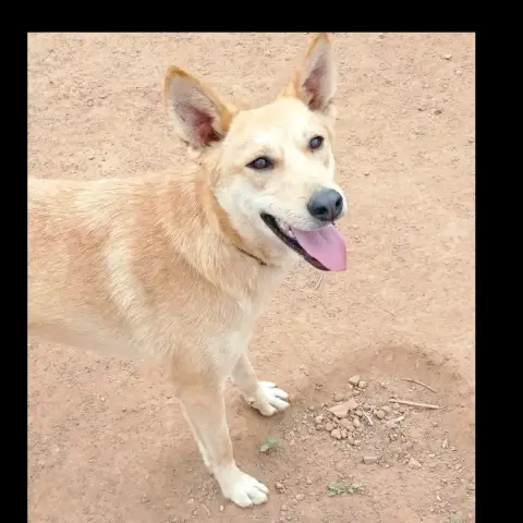 Bouli