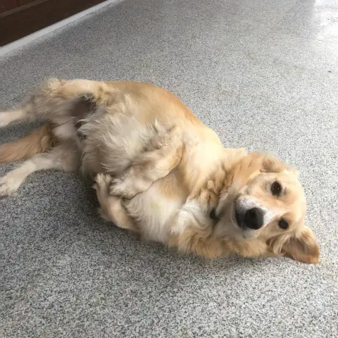 Pufi