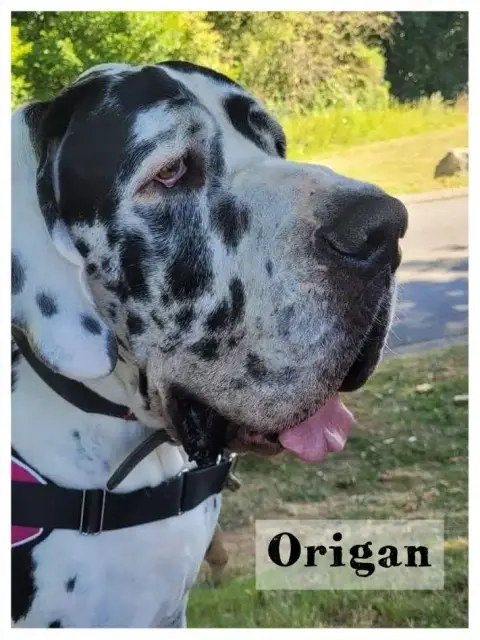 Origan