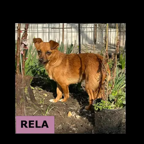 Nela Et Rela photo 3