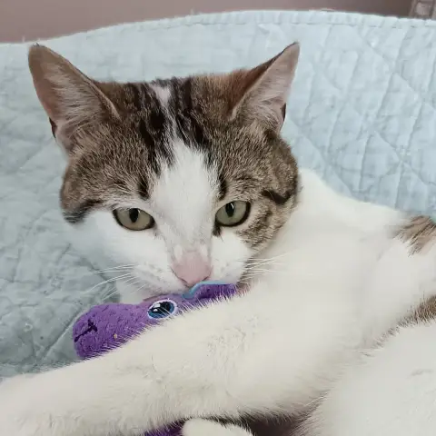 Viktor