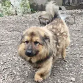 Geronimo