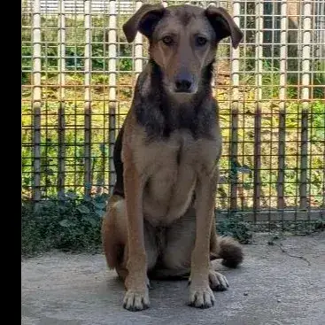 Cambera