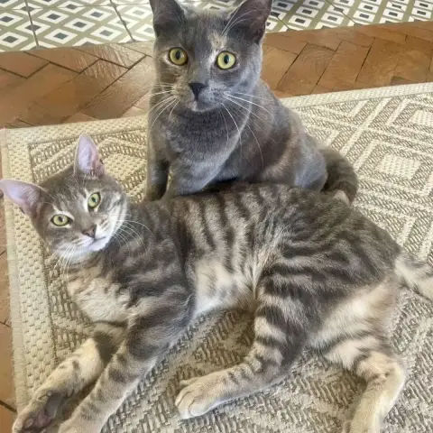 Pebbles Et Shadow photo 2