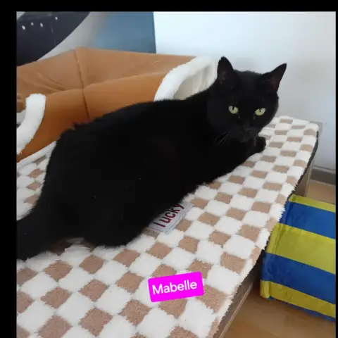 Mabelle