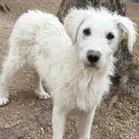 Blanca photo 2