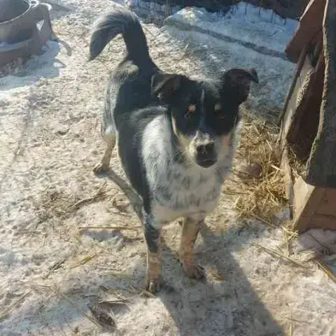 Tala
