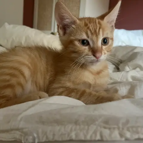 Peanut