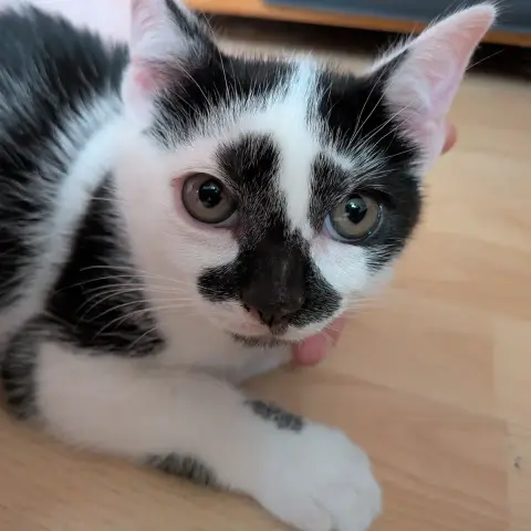 Bonbon photo 3