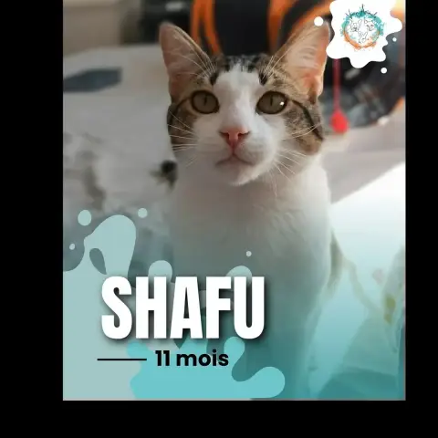 Shafu