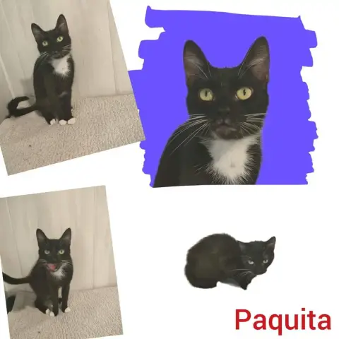 Pakita