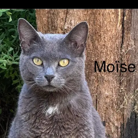 Moise