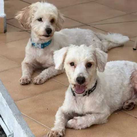 ✨️ Qormi ✨️ 🐶 photo 3