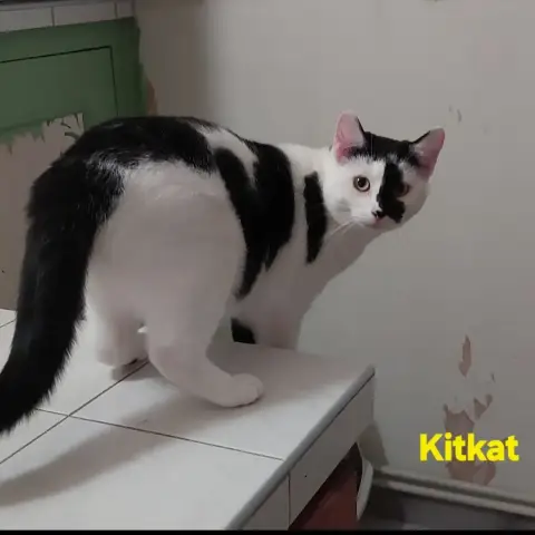 Kitkat photo 3