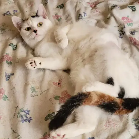 Vanille