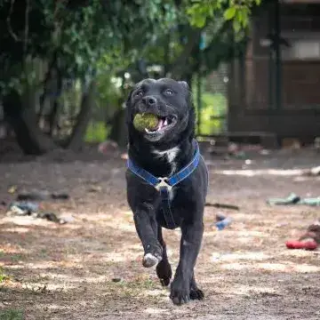 Paco photo 3