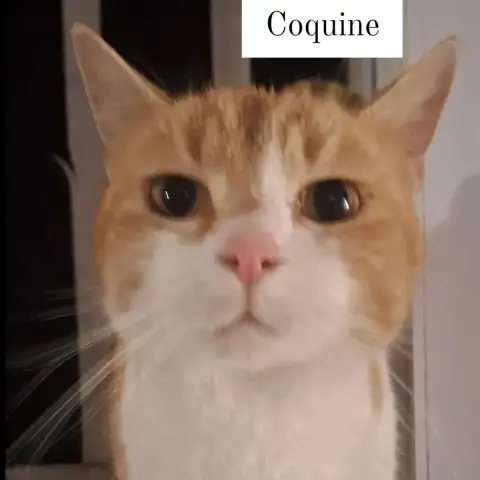 Coquine photo 2