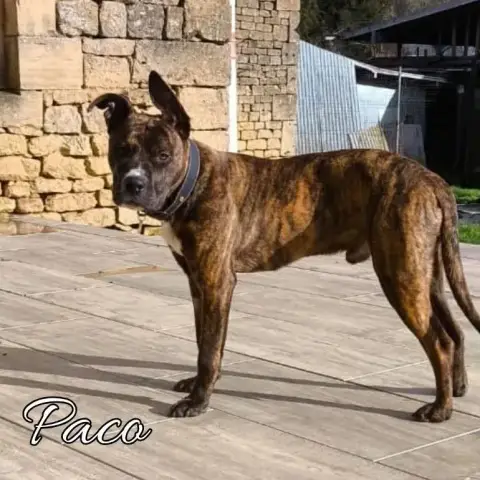Paco