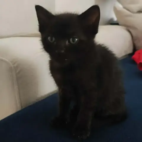 Jasmine photo 2
